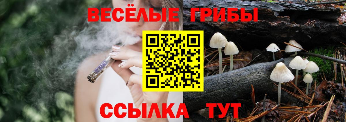 Галлюциногенные грибы Psilocybine cubensis Балтийск